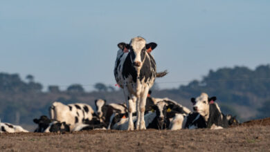 “البيطريين”: عترة جديدة من الحمى القلاعية بدأ تأثيرها على الأبقار